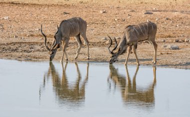 Namibya savana bir sulama delik, kudu boğa