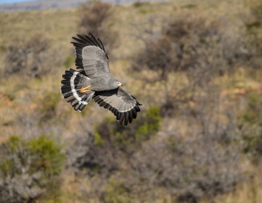 Afrika Harrier Hawk, yerel olarak uçuş Eastern Cape, Güney Afrika için bir Gymnogene olarak bilinen