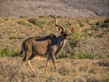 Savana Eastern Cape, Güney Afrika için yürüyüş Kudu boğa