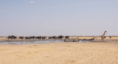 Namibya çöl savana meşgul sulama delik