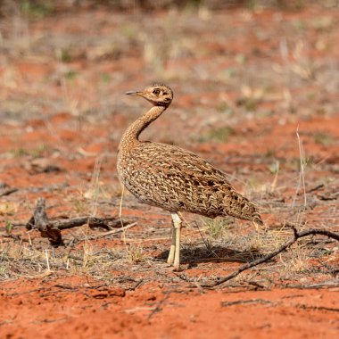 Karoo Korhaan, Northern Cape, South Africa