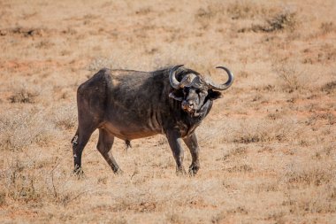 Güney Afrika savana duran bir Afrika Buffalo boğa