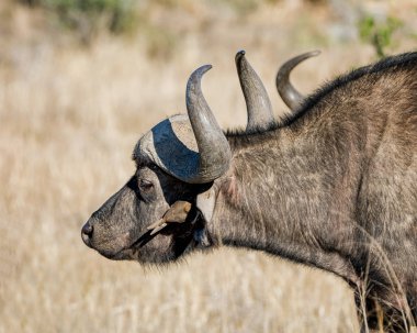 Güney Afrika savana Oxpecker kuşlar ile Afrika Buffalo