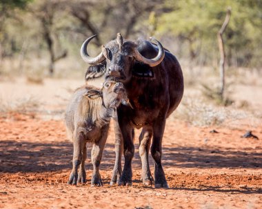 Bir Afrika Buffalo anne ve yavrusu Oxpecker kuşlar damat annesi kurbanını öldürürken savana içinde ayakta