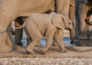 Bu aile Namibya savana bir sulama delik, bir bebekle Afrika fili