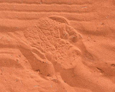 Bir gergedan ayak izi kırmızı kum