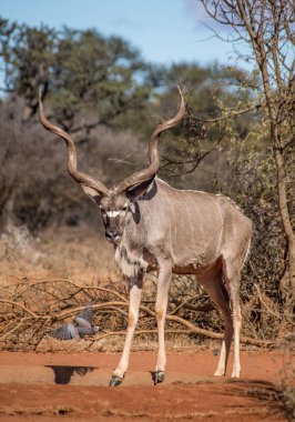 Bir güvercin uçuş yanına alır iken Kudu boğa, Güney Afrika savana bir sulama delik anlamına gelir