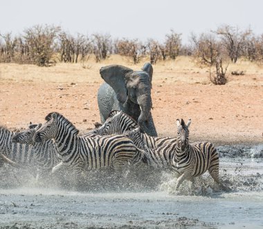 Namibya savana bir sulama delik, Zebra kovalayan bir fil