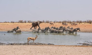 Afrika fili sulama delik Namibya, Zebra takip