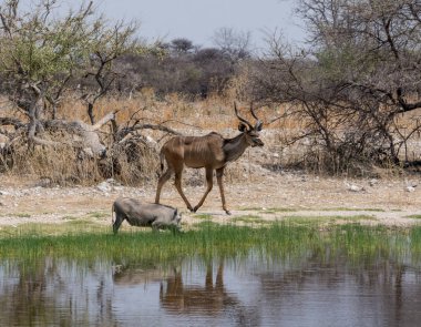 Bir yaban domuzu ve Kudu boğa Namibya savana bir sulama delik tarafından