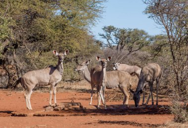 Bir grup kadın Kudu antilop, Güney Afrika savana bir sulama delik