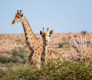 Güney Afrika savana zürafalar