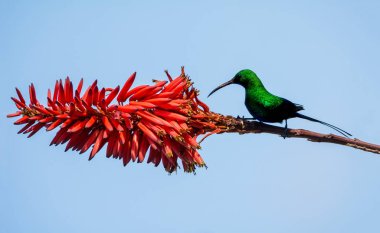 Bir erkek malakit Sunbird tam üreme kuş tüyü Güney Afrika içinde