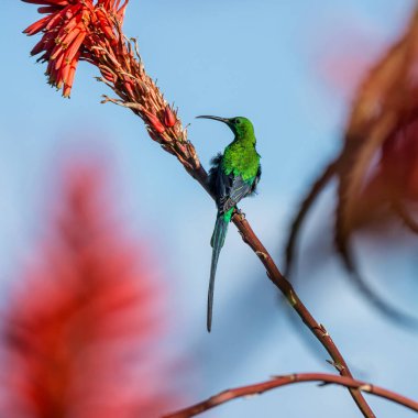 Bir erkek malakit Sunbird tam üreme kuş tüyü Güney Afrika içinde