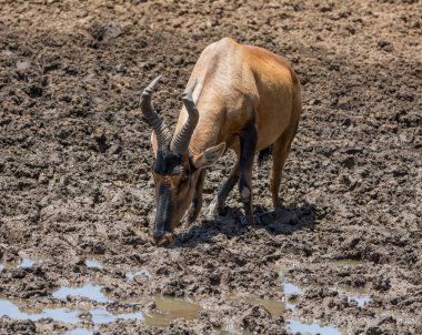 Güney Afrika savana delik sulama, içme kırmızı ile mücadele Hartebeest çamur 