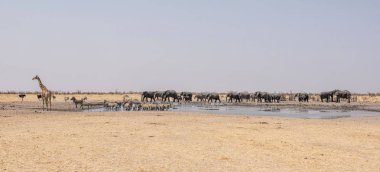 Namibya çöl savana meşgul sulama delik