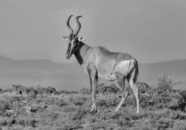Kırmızı Hartebeest (Alcelaphus buselaphus caama) familyasından bir hatta parmaklı toynaklı Bovidae Güney Afrika'da bulunan aile içinde. Fazla 130.000 bireyler vahşi doğada yaşamak. Kırmızı hartebeest tsessebe ve topi yakından ilgilidir.