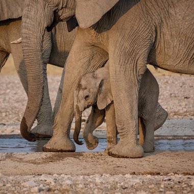 Namibya savana bir sulama delik, bu aile ile bir fil buzağı