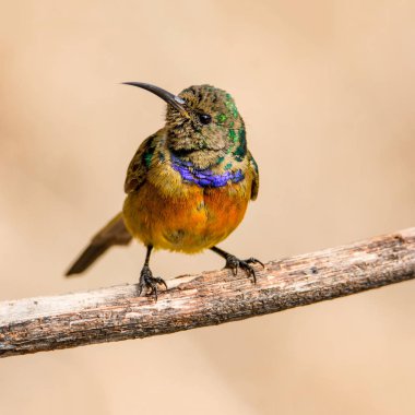 Erkek portakal göğüslü Sunbird Güney Afrika'da ölü ağacına tünemiş