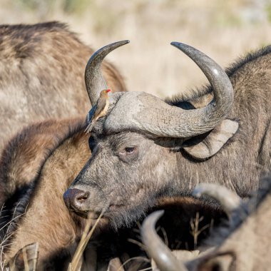 Güney Afrika savana Oxpecker kuşlar ile Afrika Buffalo
