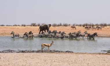 Afrika fili sulama delik Namibya, Zebra takip