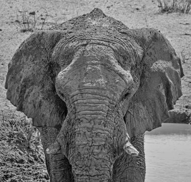 Afrika fil gibi yüz bir closeup