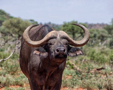 Afrika Güney Afrika savana Buffalo'da