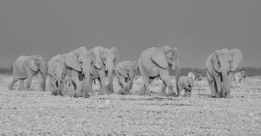 üreme sürüsü Afrika Namibya savana yürüyüş