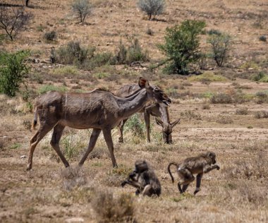 Güney Afrika savana kadın Kudu