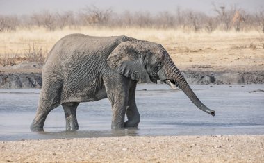 Namibya savana bir sulama delik bir yetişkin fil ayakta