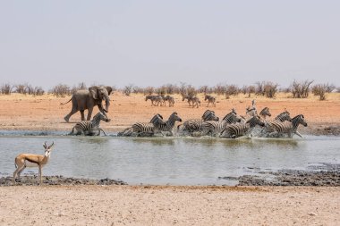 Afrika fili sulama delik Namibya, Zebra takip