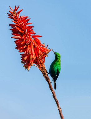 Güney Afrika'da tam üreme kuş tüyü erkek malakit Sunbird
