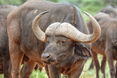 Afrika Güney Afrika savana Buffalo'da
