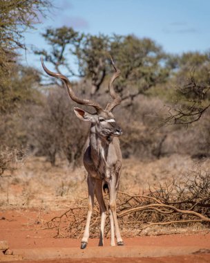 Kudu bull Güney Afrika savana bir sulama delik adlı