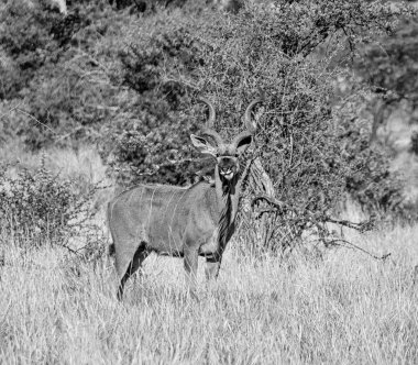 Güney Afrika savana kudu boğa