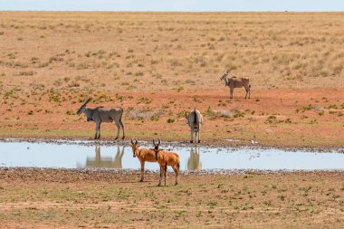 Kırmızı Hartebeest ve Eland Güney Afrika savana bir sulama delik