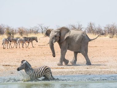 Namibya savana bir sulama delik, Zebra kovalayan bir fil