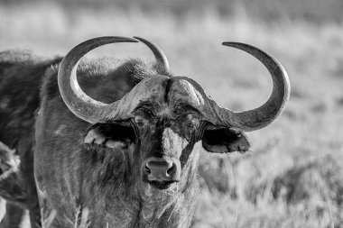 Afrika Güney Afrika savana Buffalo'da
