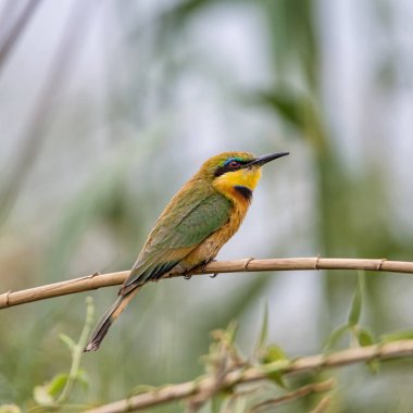 Namibya savana bir şube tünemiş küçük arı kuşugiller