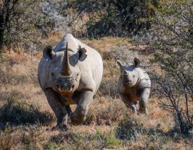 Gergedan anne ve 6 ay olf yavrularıyla Güney Afrika savana içinde