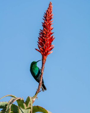 Bir erkek malakit Sunbird tam üreme kuş tüyü Güney Afrika içinde