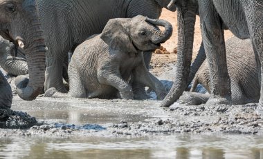 Bir bebek bir sulama delik Namibya, bu aile ile bir mudbath alarak Afrika fili