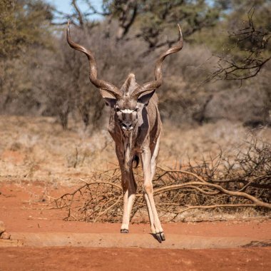 Kudu bull Güney Afrika savana bir sulama delik adlı