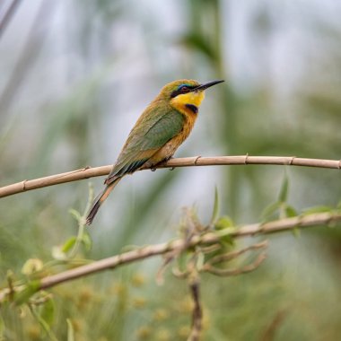 Namibya savana bir şube tünemiş küçük arı kuşugiller