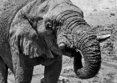 Afrika fili'nın yüz closeup