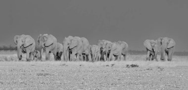 Afrika Namibya savana, tek renkli yürüyüş fil sürüsü doğurmak 