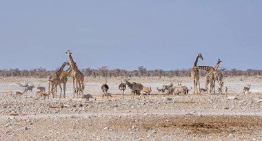 Namibya ovada sulama delik, Afrika yaban hayatı
