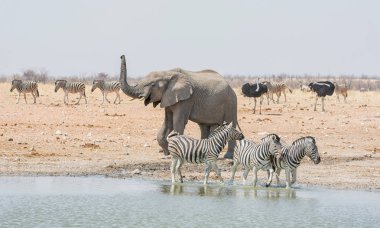 Namibya savana bir sulama delik, Zebra kovalayan bir fil