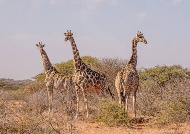 Güney Afrika savana duran üç zürafa