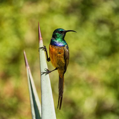Güney Afrika'da bir aloe tesisi tam üreme kuş tüyü içinde bir erkek portakal göğüslü Sunbird tünemiş